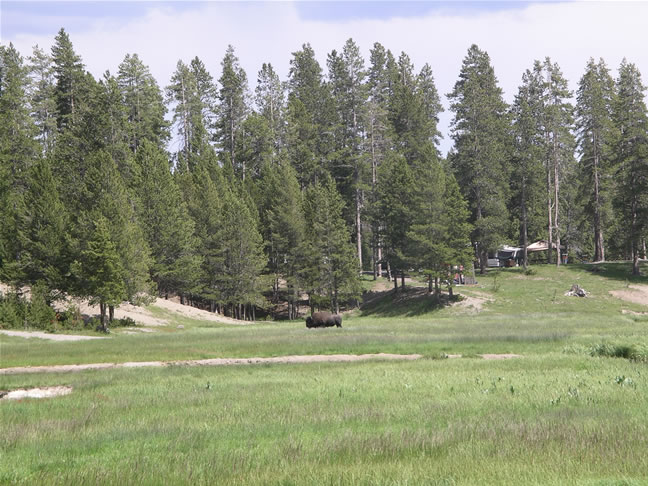 images/G-Watching Bison , returning from Mammoth (2).jpg